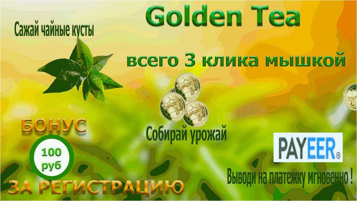 Golden tea — новый способ заработка на выращивании чайных кустов и чайного дерева 